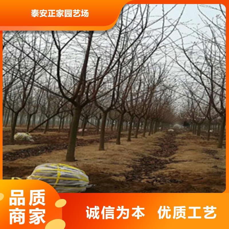 樱花绿化树绿化工程实力派厂家