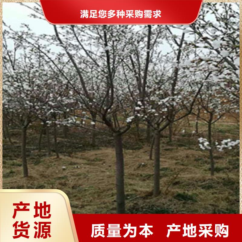 樱花绿化树绿化工程实力派厂家