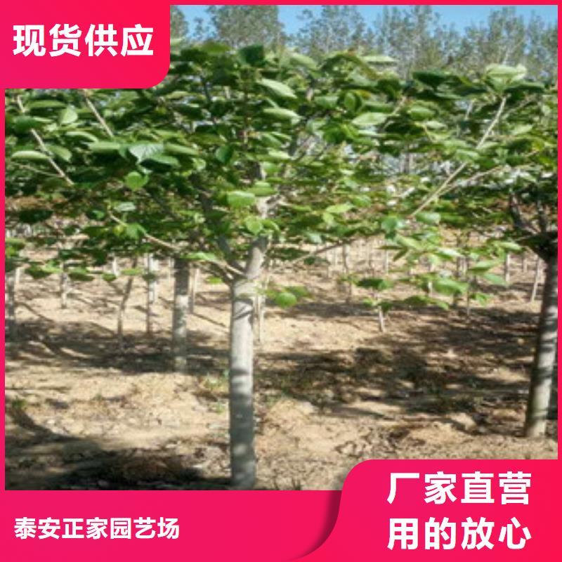 樱花核桃苗樱花苗长果桑树苗买的放心安兴用的舒心