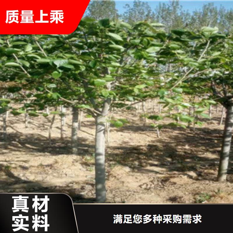 樱花绿化树绿化工程实力派厂家