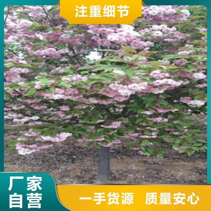 樱花绿化树绿化工程实力派厂家