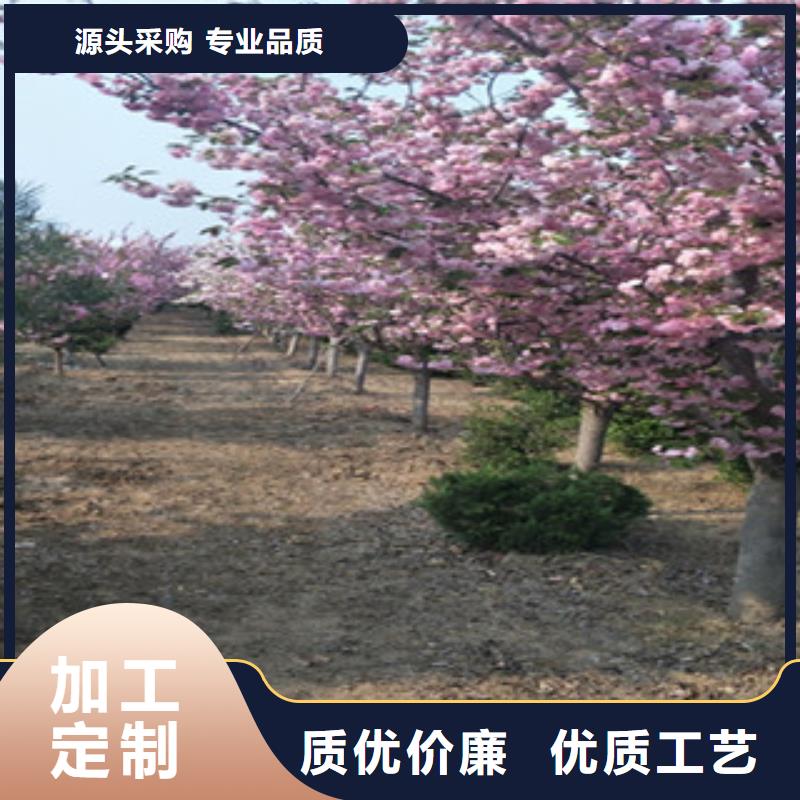 樱花-占地果树甄选好物
