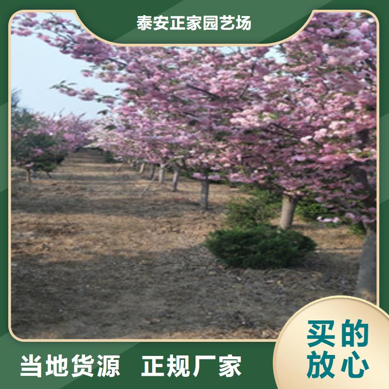 樱花绿化树绿化工程实力派厂家
