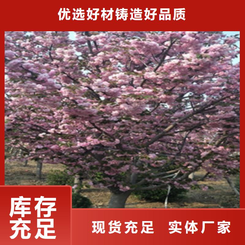 樱花绿化树绿化工程实力派厂家