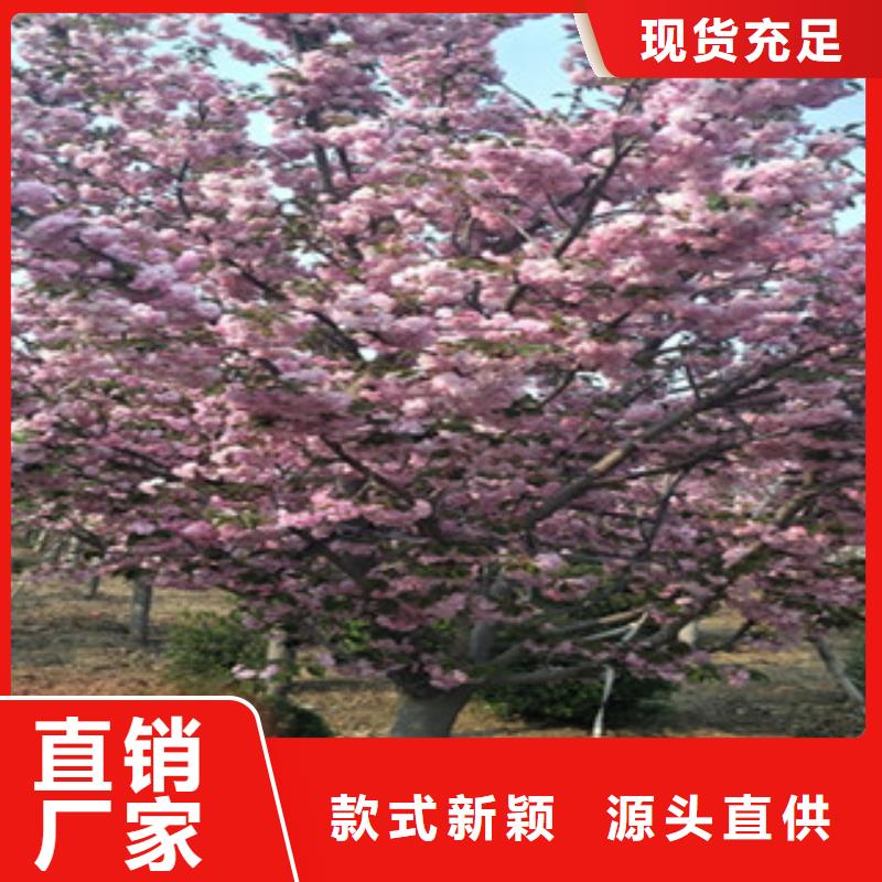 樱花-占地果树甄选好物