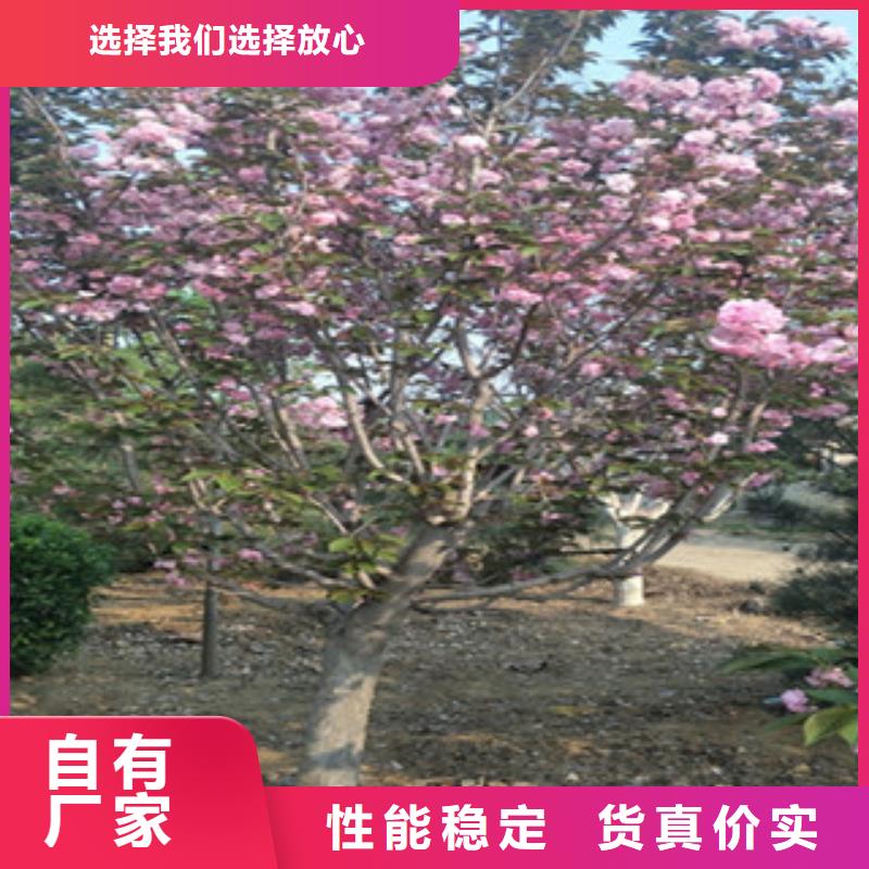 樱花绿化树绿化工程实力派厂家