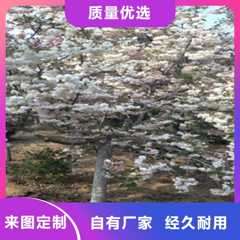 樱花樱桃苗品牌企业
