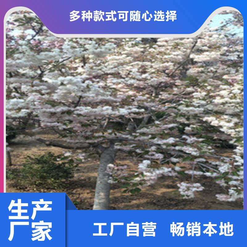 樱花绿化树绿化工程实力派厂家