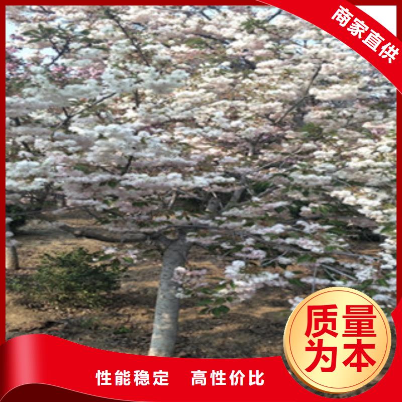 樱花-占地果树甄选好物