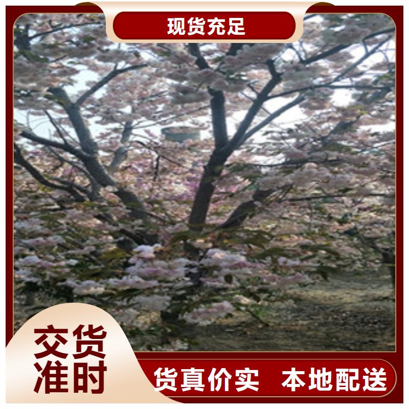 樱花樱桃苗品牌企业