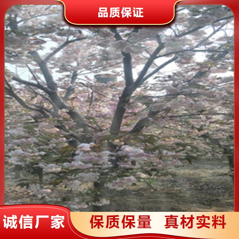 樱花绿化树绿化工程实力派厂家