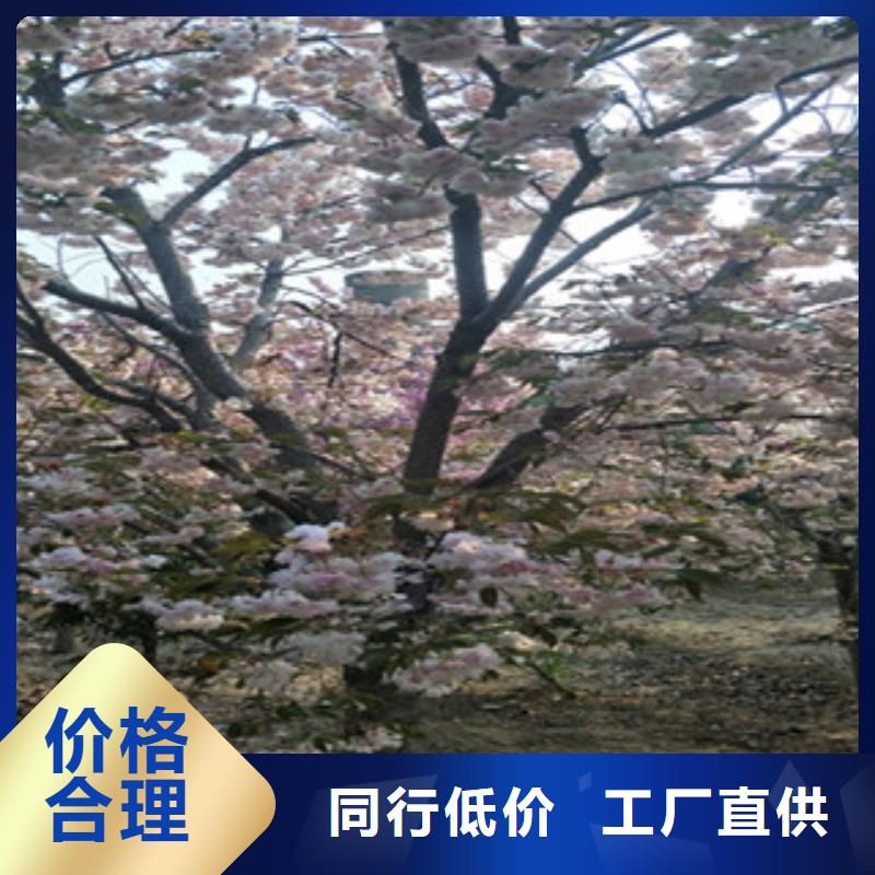 樱花-占地果树甄选好物