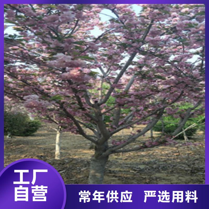 樱花绿化树绿化工程实力派厂家