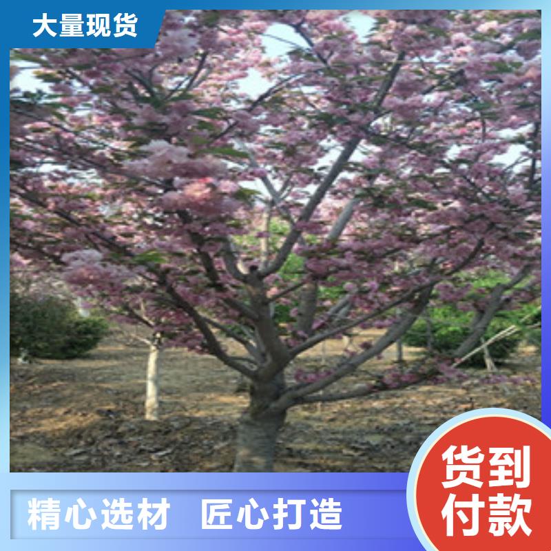 樱花-占地果树甄选好物