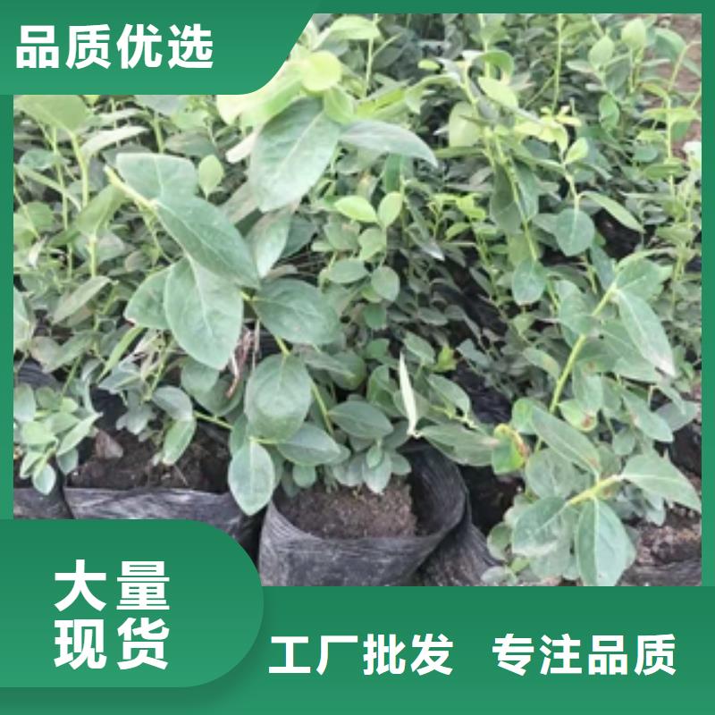 蓝莓苗钙果苗工厂自营