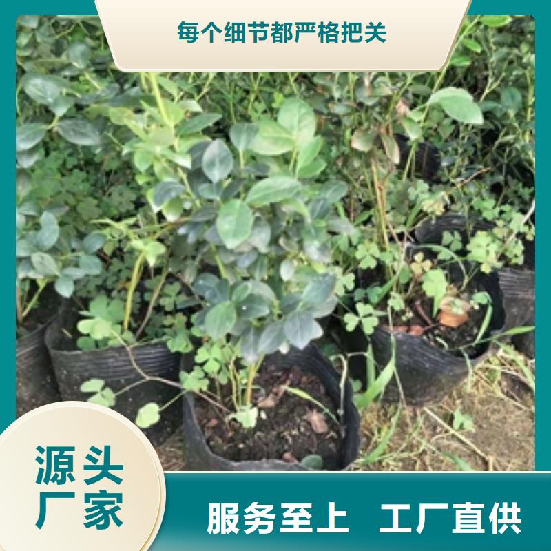 蓝莓苗国槐专业厂家