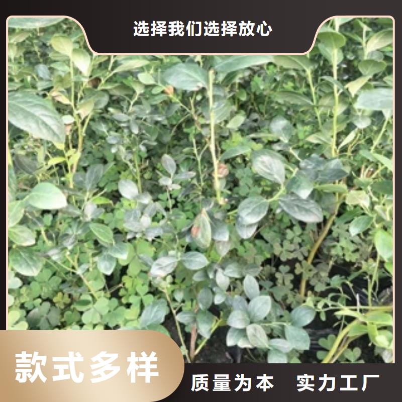蓝莓苗_碧桃产品性能