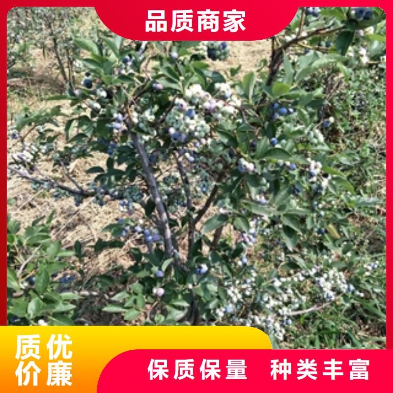 蓝莓苗占地果树放心购