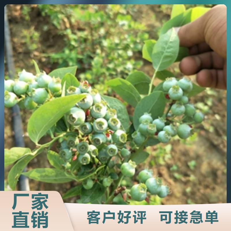 蓝莓苗国槐专业厂家