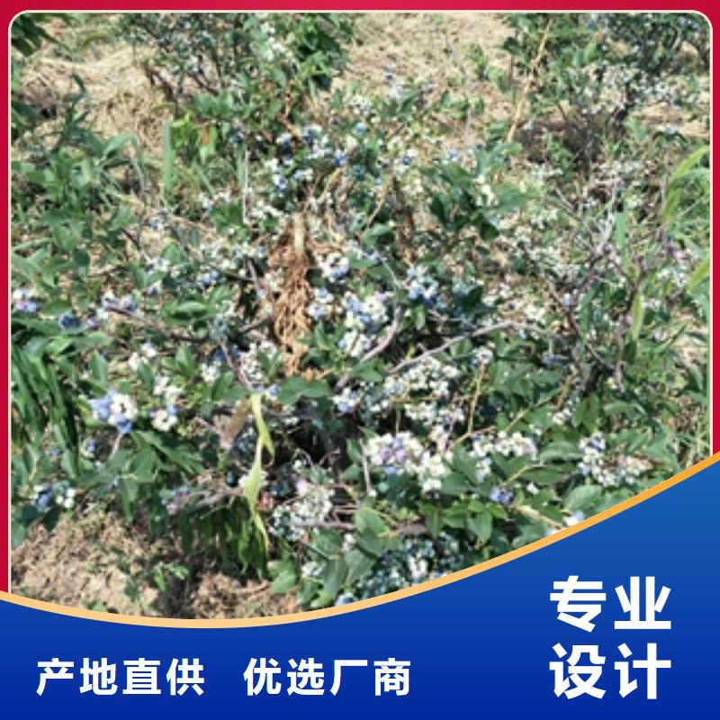 蓝莓苗钙果苗工厂自营