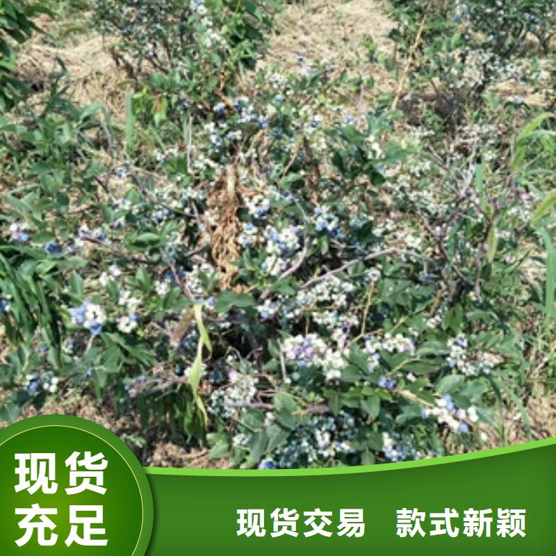 蓝莓苗占地果树放心购