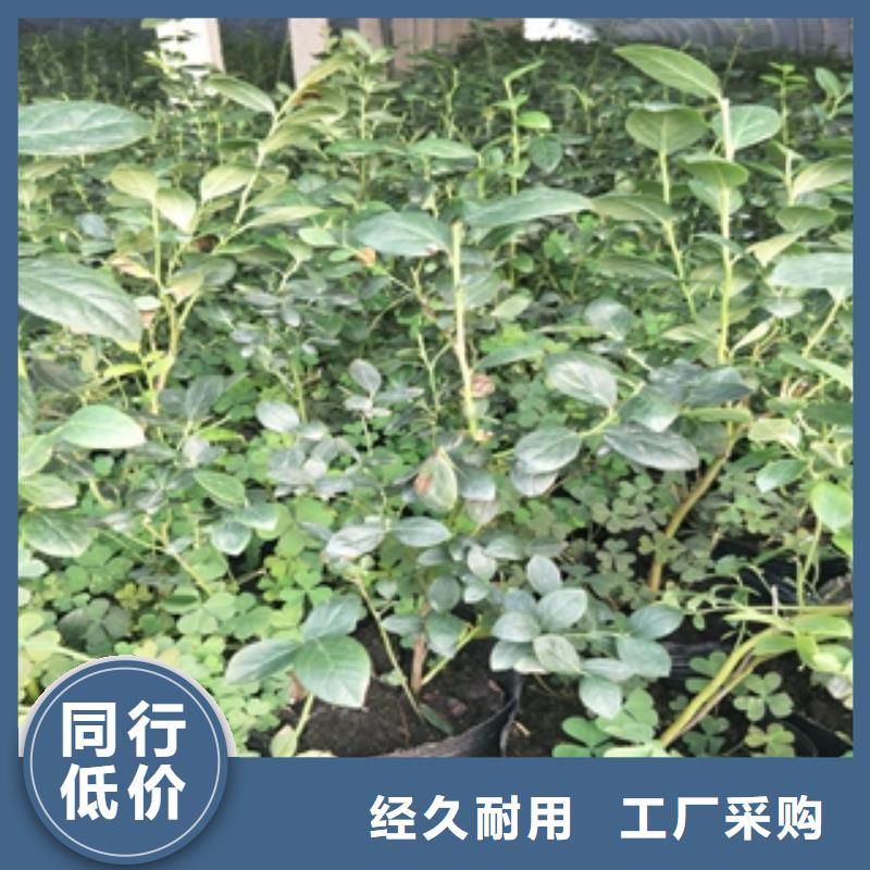 蓝莓苗钙果苗工厂自营