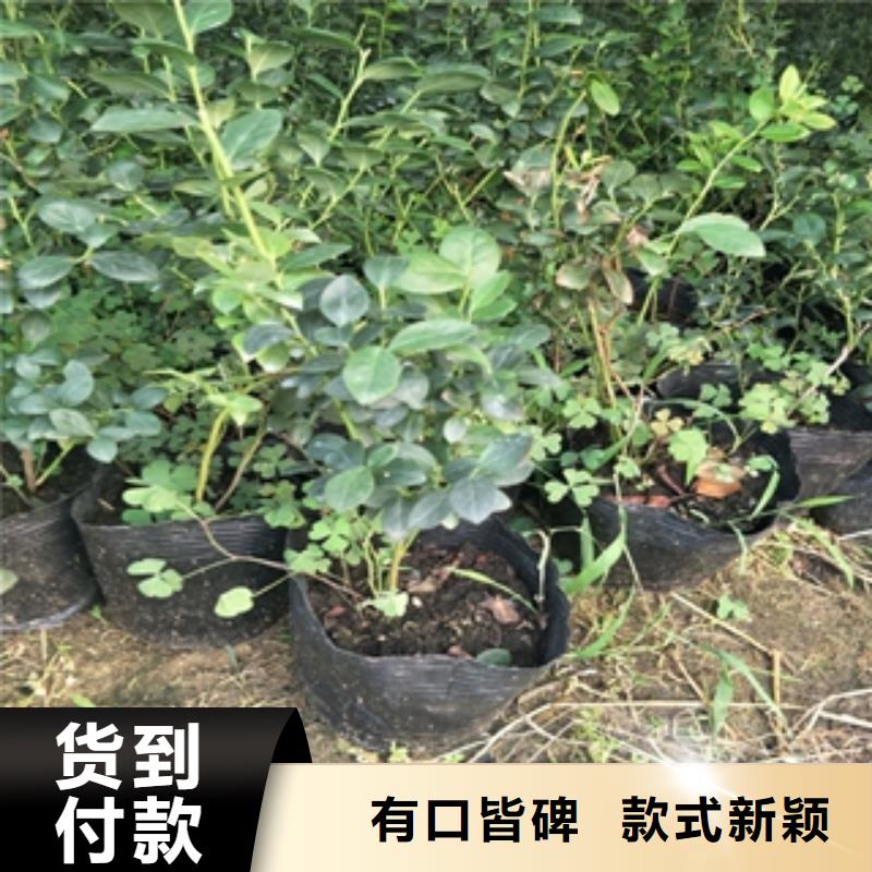 蓝莓苗占地果树放心购