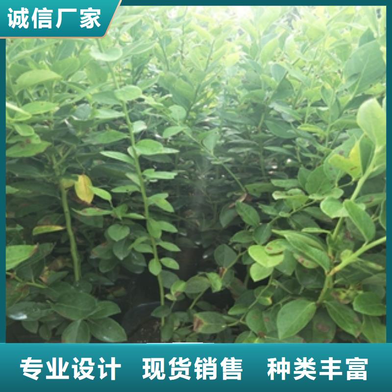 蓝莓苗_碧桃产品性能