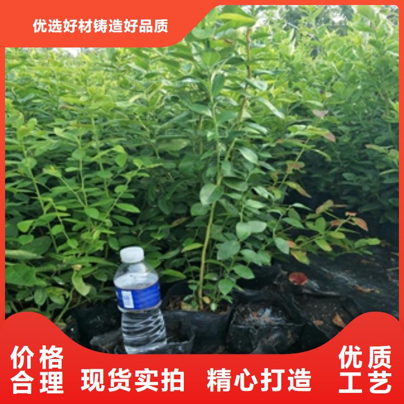 蓝莓苗_碧桃产品性能