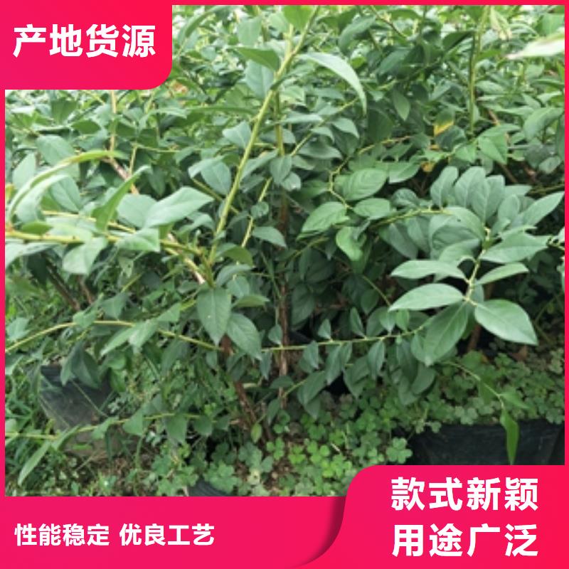 蓝莓苗国槐专业厂家