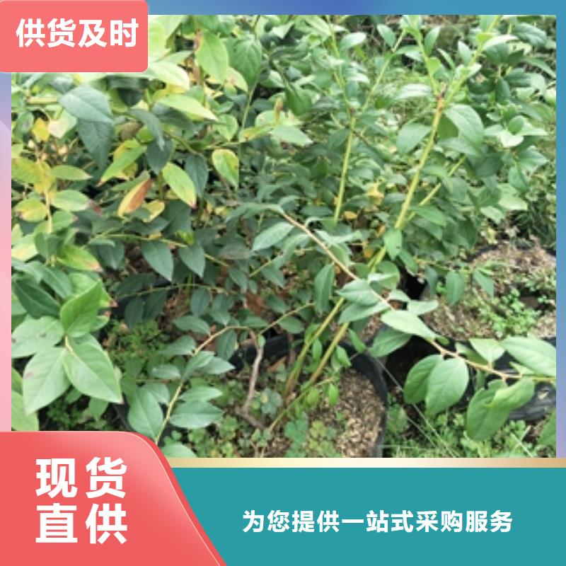 蓝莓苗占地果树放心购