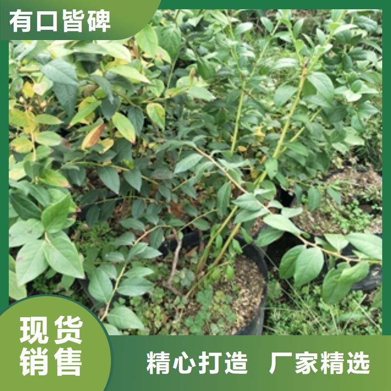 蓝莓苗_碧桃产品性能