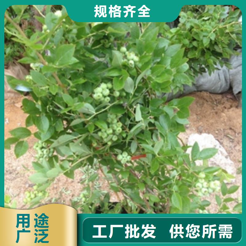 蓝莓苗钙果苗工厂自营