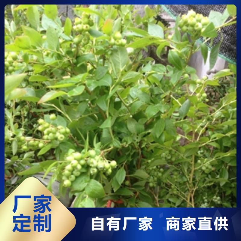 蓝莓苗占地果树放心购