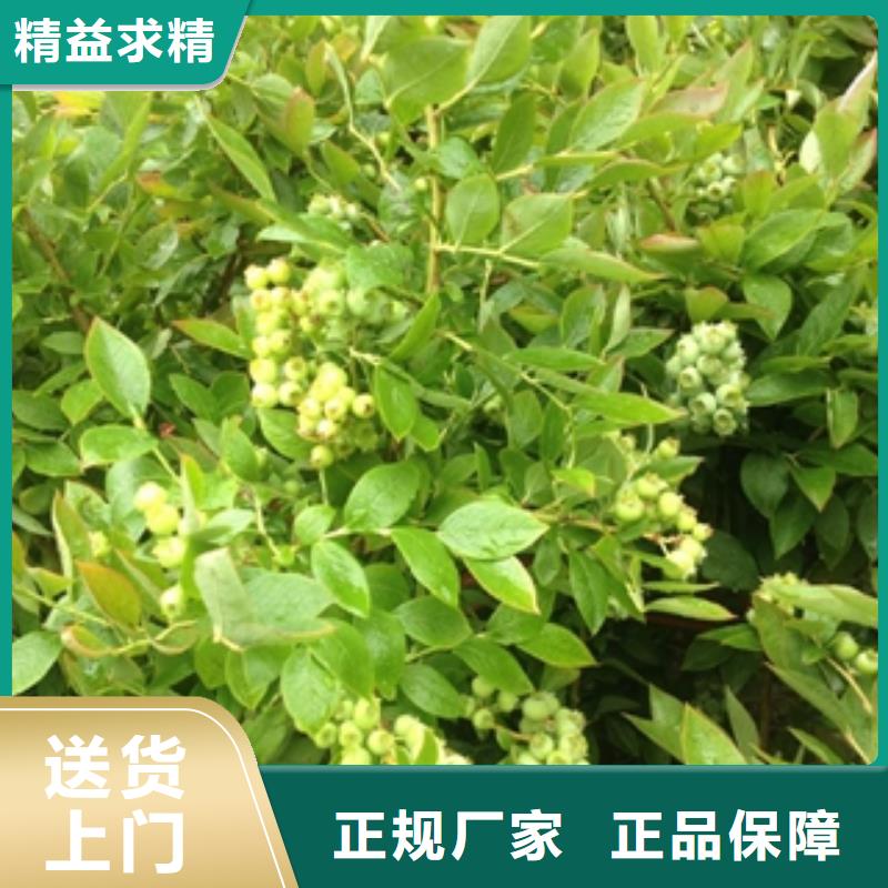 蓝莓苗国槐专业厂家
