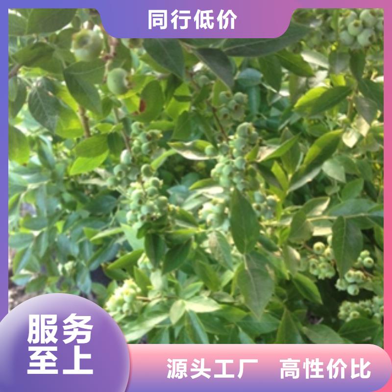 蓝莓苗_碧桃产品性能