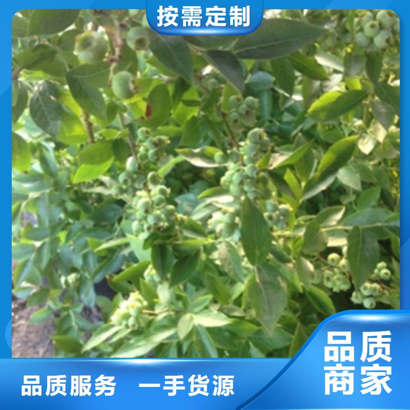 蓝莓苗国槐专业厂家