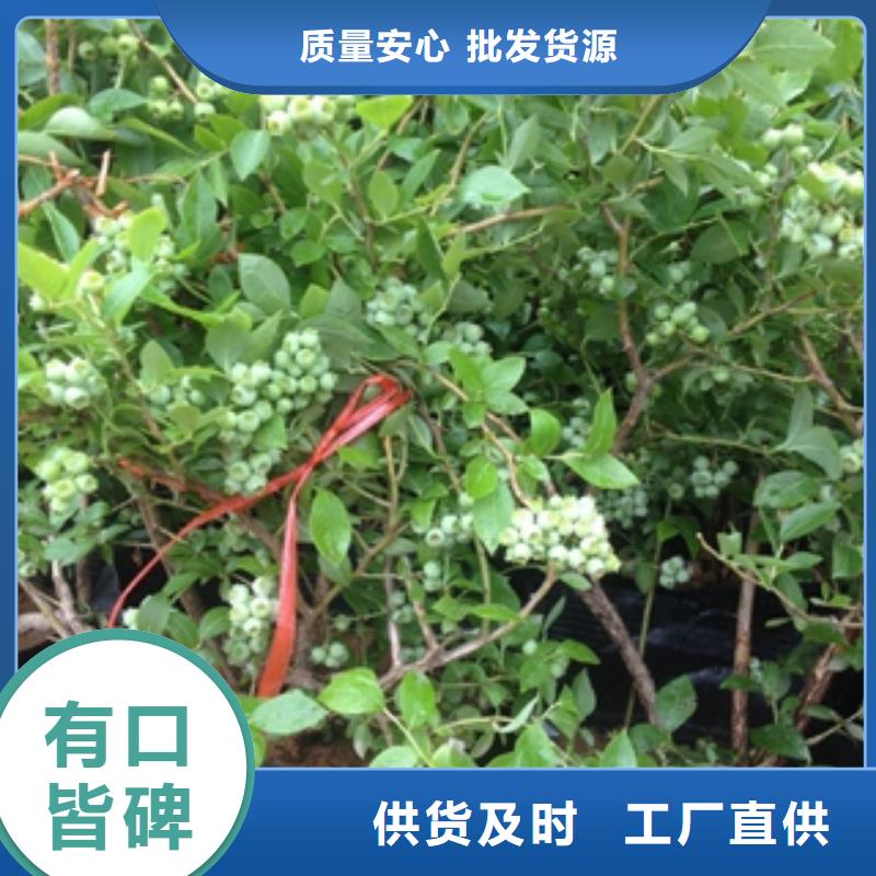 蓝莓苗_碧桃产品性能
