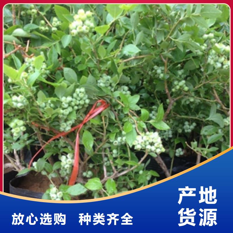 蓝莓苗国槐专业厂家