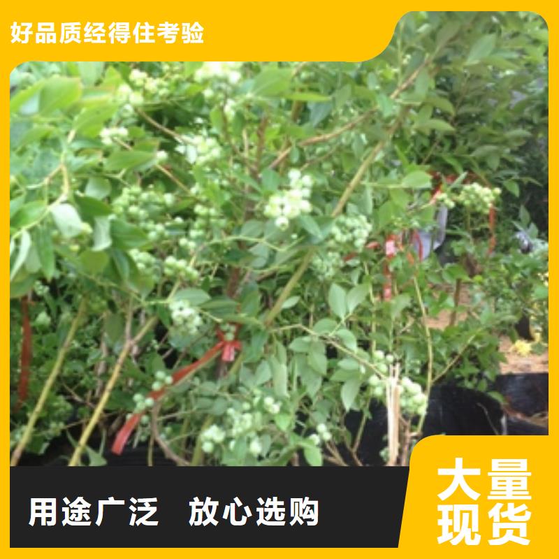 蓝莓苗_碧桃产品性能