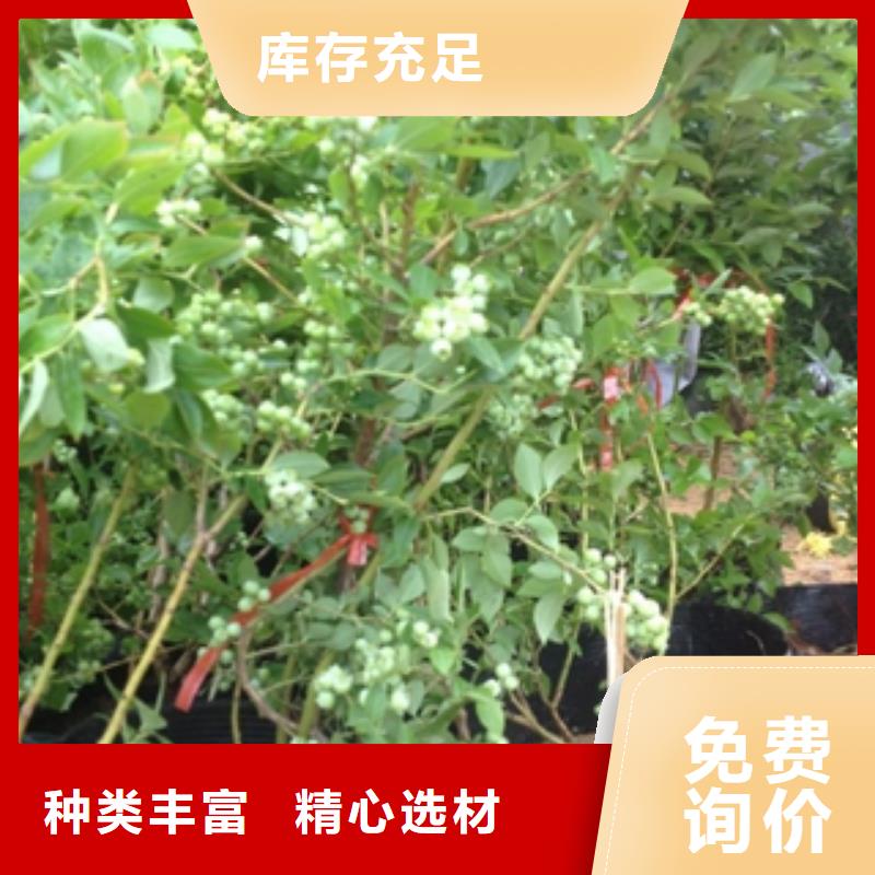 蓝莓苗钙果苗工厂自营