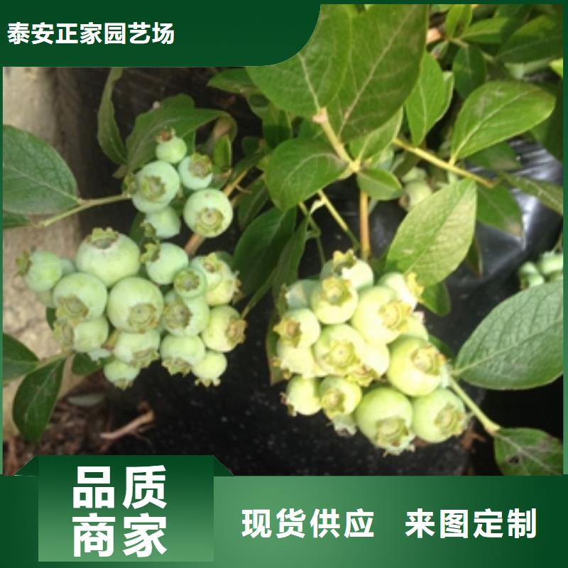 蓝莓苗_碧桃产品性能