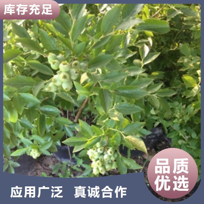 蓝莓苗_碧桃产品性能