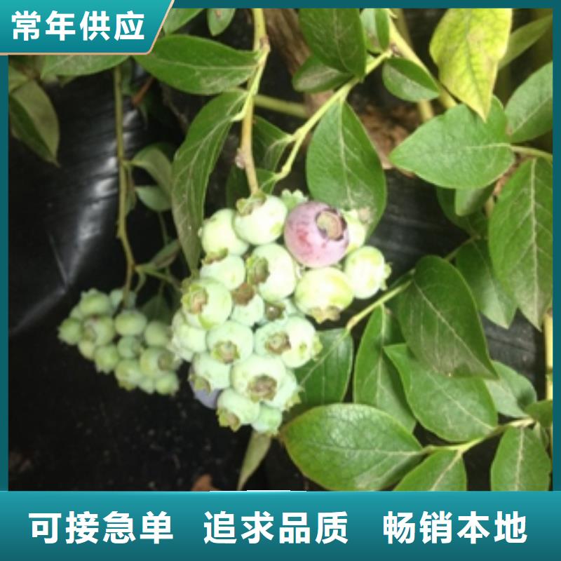 蓝莓苗_碧桃产品性能