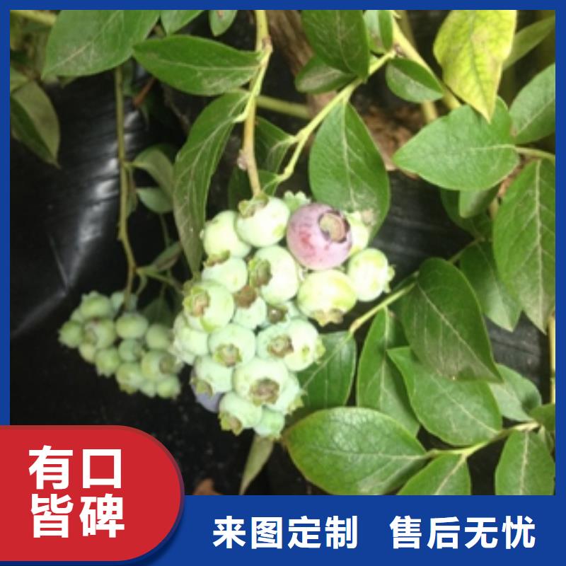 蓝莓苗国槐专业厂家