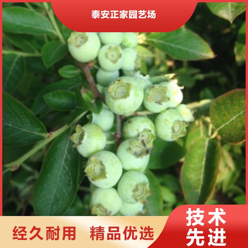 蓝莓苗国槐专业厂家