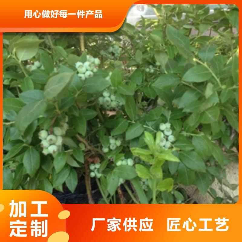蓝莓苗国槐专业厂家