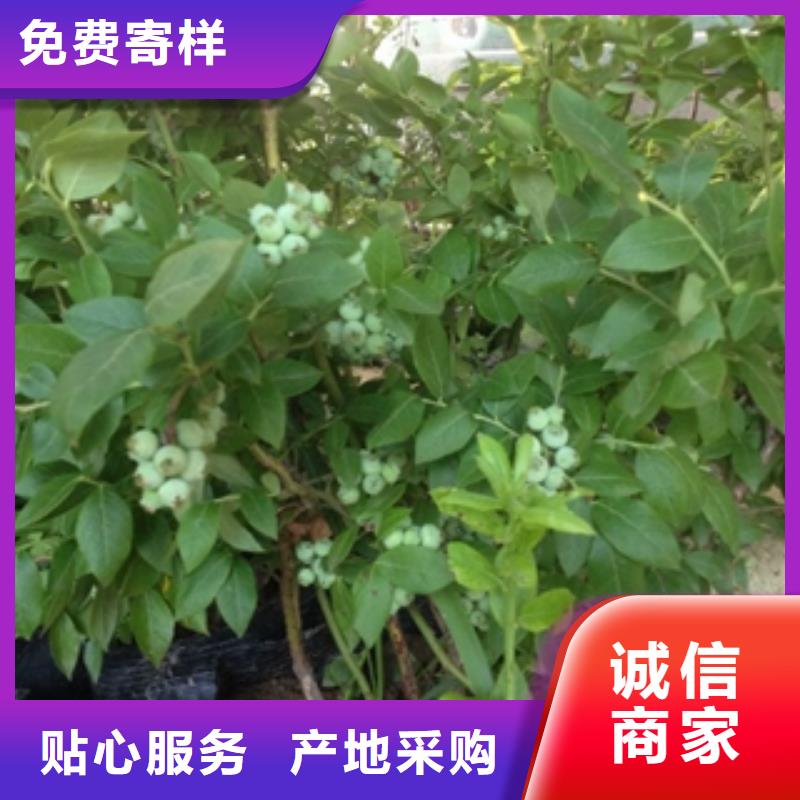 蓝莓苗_碧桃产品性能