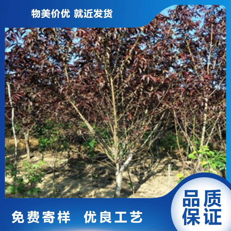 桃树核桃苗樱花苗长果桑树苗生产经验丰富