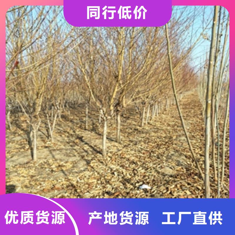 桃树核桃苗樱花苗长果桑树苗生产经验丰富
